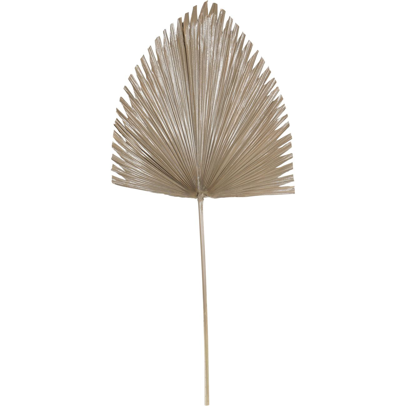 Arrowhead Palm Leaf Brown