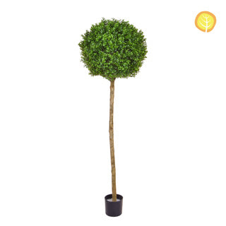 Topiary New Buxus Ball Tree 150cm Uv