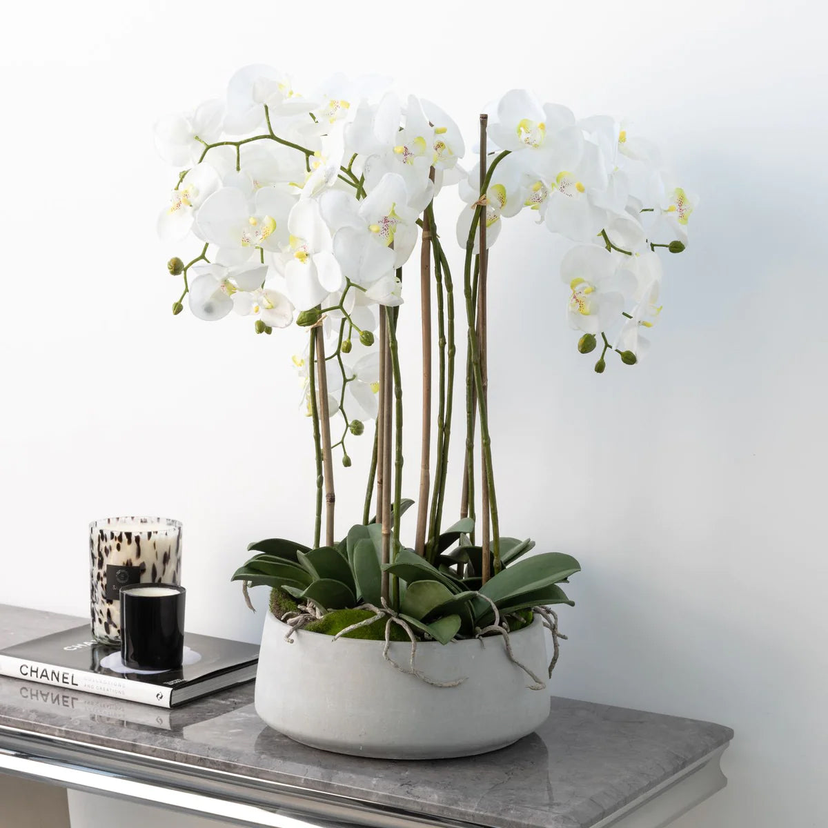 White Orchid Phalaenopsis Plants in Round Grey Cement Planter