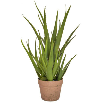 PP Aloe in Clay Pot YF 58CM