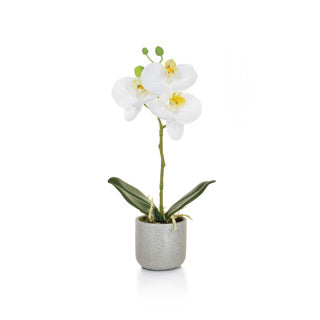 PP Phal Real Touch White W/Pot 30cm