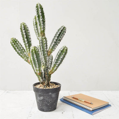 PP Cactus With Black Pot YF 44cm