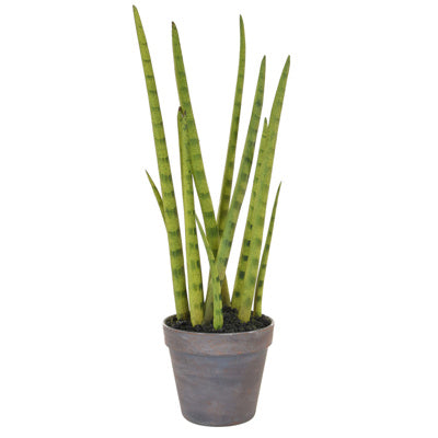 PP Sansevieria With Brown Pot 42.5cm