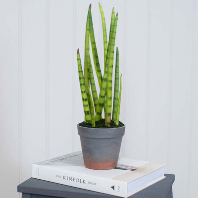 PP Sansevieria With Brown Pot 42.5cm