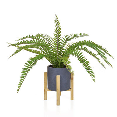 PP Boston Fern In Pot JM 56cm