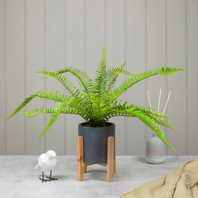 PP Boston Fern In Pot JM 56cm