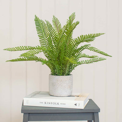 PP Fern Green In Grey Pot PI 46cm