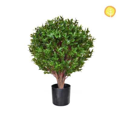 Topiary Privet Tree 65cm Sf Uv