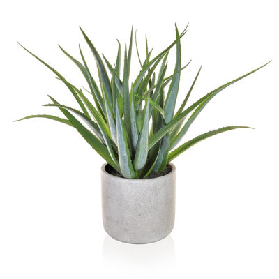 PP Aloe Green In Pot YF 52cm