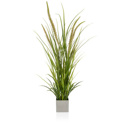 PP Algaves In Pot YF 96cm