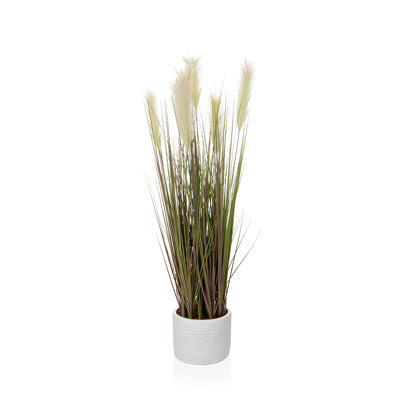 PP Grass Dogtail In Pot JM 90cm