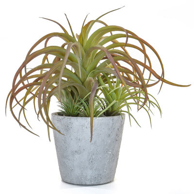 PP Succulent Airplant Pot YF 30cm