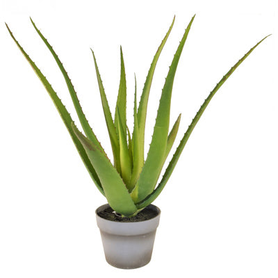 PP Aloe 10 LVS W/Pot YF 50cm